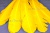 Декоративный Пучок из перьев, перо 23см/желтый - купить в Волгодонске. Цена: 12.19 руб.