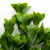 Трава искусственная -1, шт (эвкалипт лист 32 см/8 см)				 - купить в Волгодонске. Цена: 169.93 руб.